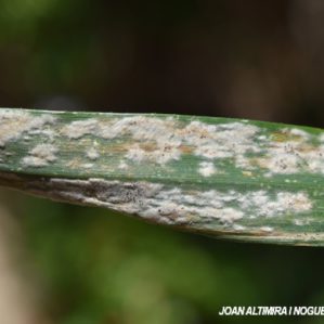 Blumeria graminis. (Pat)