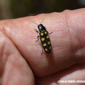 Buprestis magica