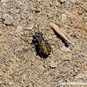 Cylindera trisignata