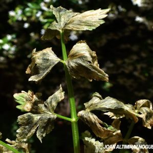 Cercospora apii. (Pat)