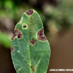 Cercospora radiata. (Pat)