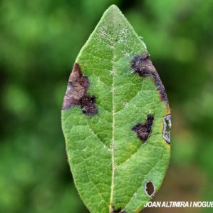 Cercospora viburnicola. (Pat)