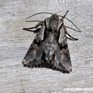 Chloantha hyperici