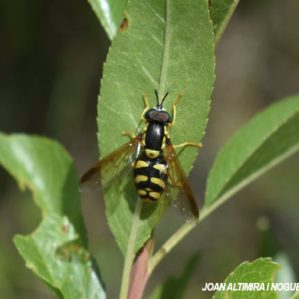 Chrysotoxum cautum