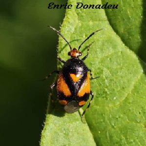 Deraeocoris schach
