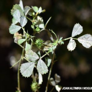 Erysiphe polygoni. (Pat)