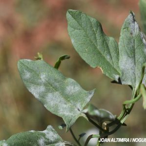 Erysiphe convolvuli. (Pat)