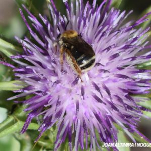Eucera collaris