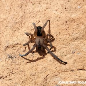 Filistata insidiatrix