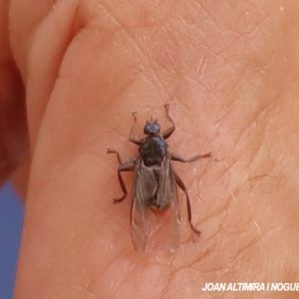 Hippobosca equina