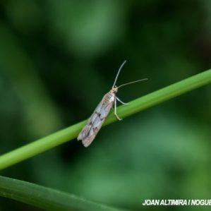 Homoeosoma inustella