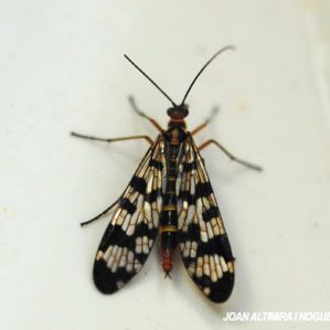 Panorpa meridionalis