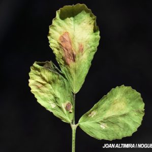 Peronospora trifoliorum. (Pat)