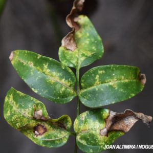 Phyllosticta jasminorum. (Pat)