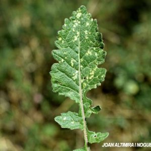 Pseudocercosporella capsellae