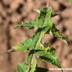 Puccinia carduorum. (Pat)