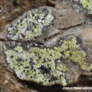 Rhizocarpon atroflavescens