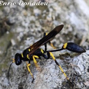 Sceliphron caementarium