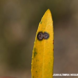 Spilocaea phillyreae. (Pat)