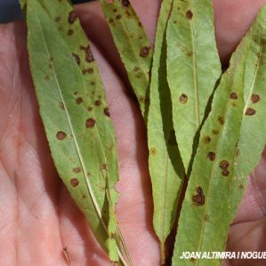 Stigmina carpophila. (Pat)
