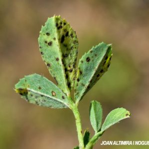 Uromyces striatus. (Pat)