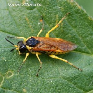 Tenthredo baetica