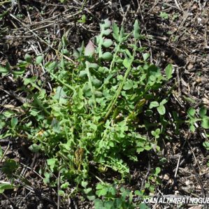 Anomalia 76 (Sonchus tenerrimus)
