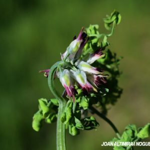 Anomalia 77 (Fumaria capreolata)