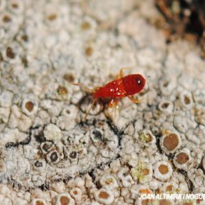 Anthocoris nemoralis