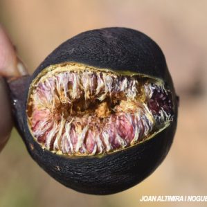 Blastophaga psenes