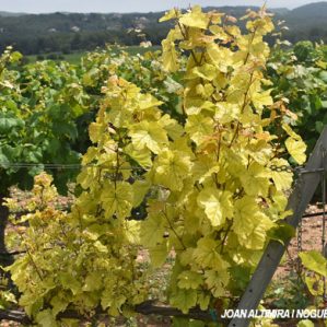 Candidatus Phytoplasma vitis. (Pat)