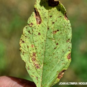 Cercospora brachiata. (Pat)
