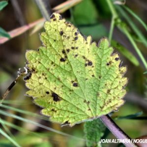 Cercospora marrubii. (Pat)
