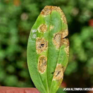 Cercospora plantaginis