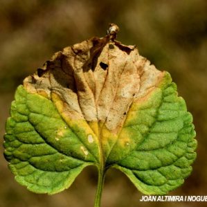Cercospora violae. (Pat)