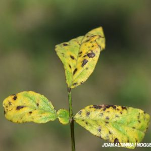 Cercospora psoraleae-bituminosae. (Pat)