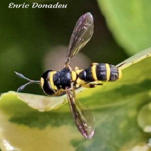 Ceriana vespiformis