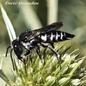 Coelioxys sp.