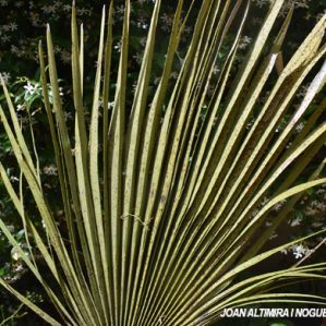 Coniothyrium palmarum. (Pat)