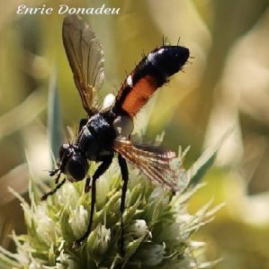 Cylindromyia intermedia