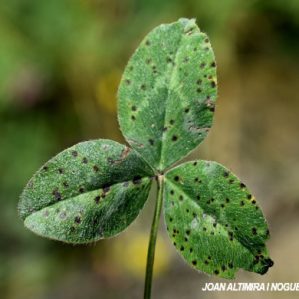Cymadothea trifolii. (Pat)