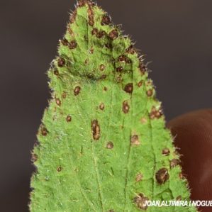 Entyloma serotinum. (Pat)