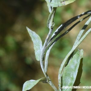 Erysiphe cruciferarum. (Pat)