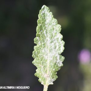 Erysiphe salviae. (Pat)