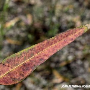 Harknessia eucalypti