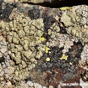 Lecanora sulphurea