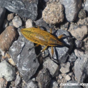 Lixus elongatus