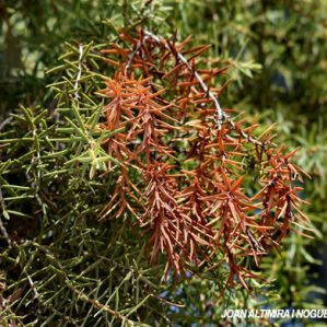 Lophodermium juniperinum