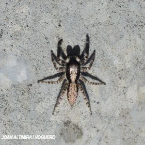 Menemerus bivittatus