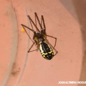 Neriene radiata